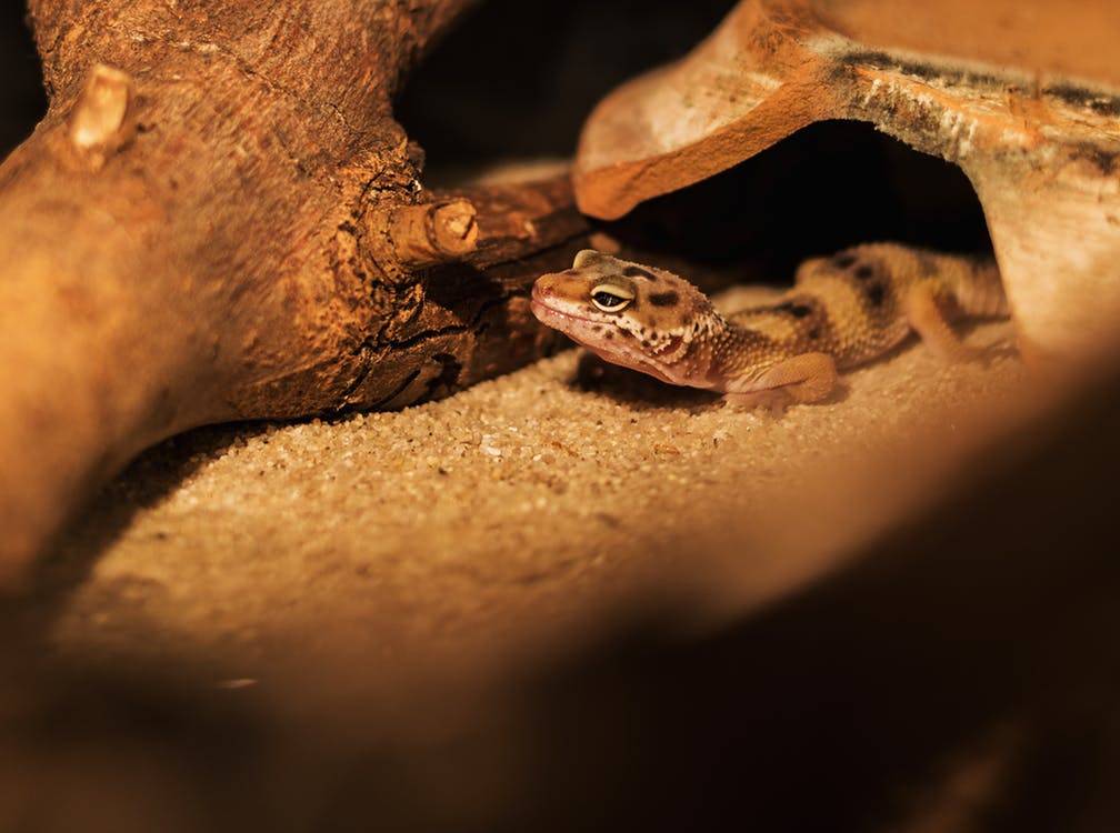 How to create best leopard gecko habitat