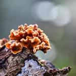 What are the turkey tail mushroom benefits for human immunity system?