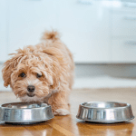 How to Deal With a Fussy Dog