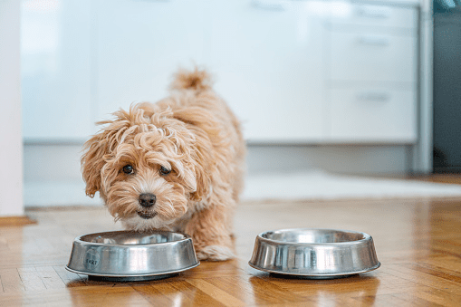 How to Deal With a Fussy Dog