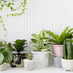 A complete pro guide on how to arrange plants in living room?