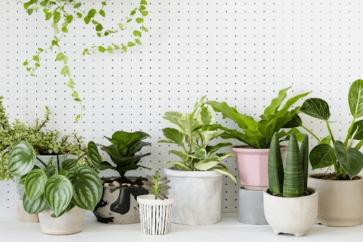 A complete pro guide on how to arrange plants in living room?