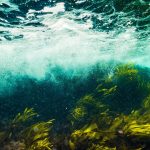 Exciting Benefits Of Seaweed For Skin & Hair