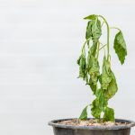 How to Save a Dying Plant - 5 Simple Steps