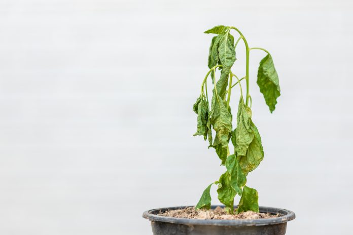 how to save a dying plant