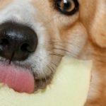 Can Dogs Have Honeydew