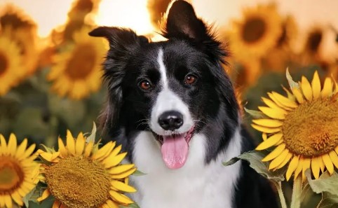Can Dogs Have Sunflower Seeds