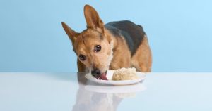Can Dogs Eat Rice